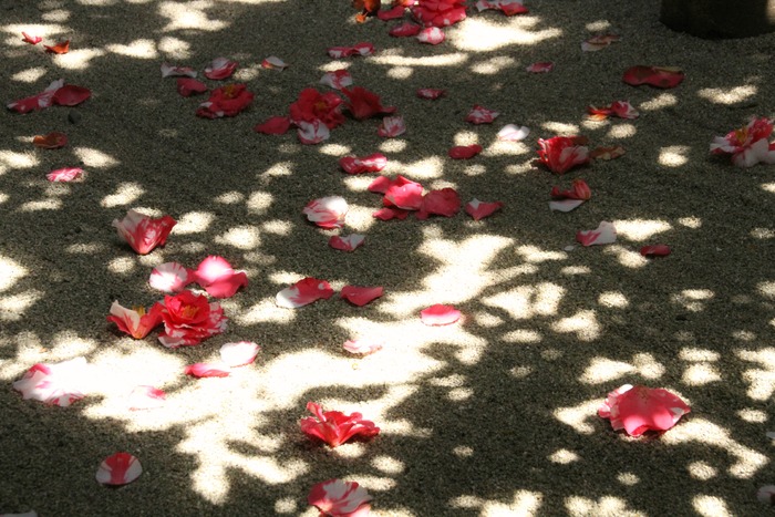 京都 法然院_b0211545_14113778.jpg