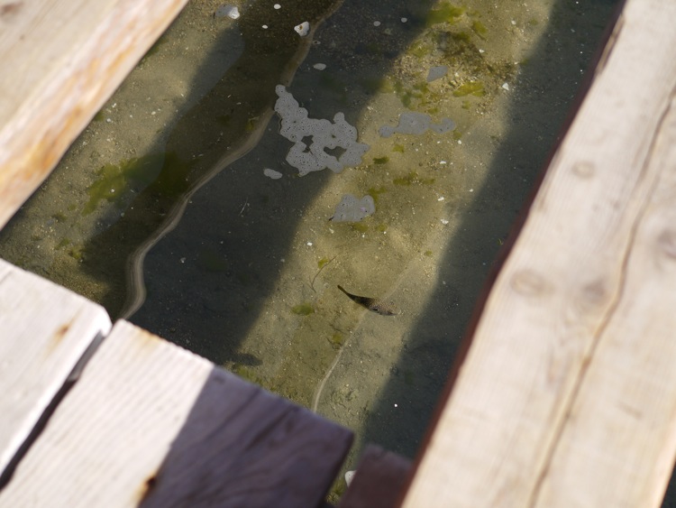 厳島詣 朝の満潮_f0169147_20592120.jpg