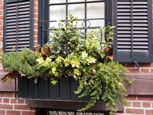 ニューヨーク:マンハッタンの鉢植え_a0293417_1451432.jpg