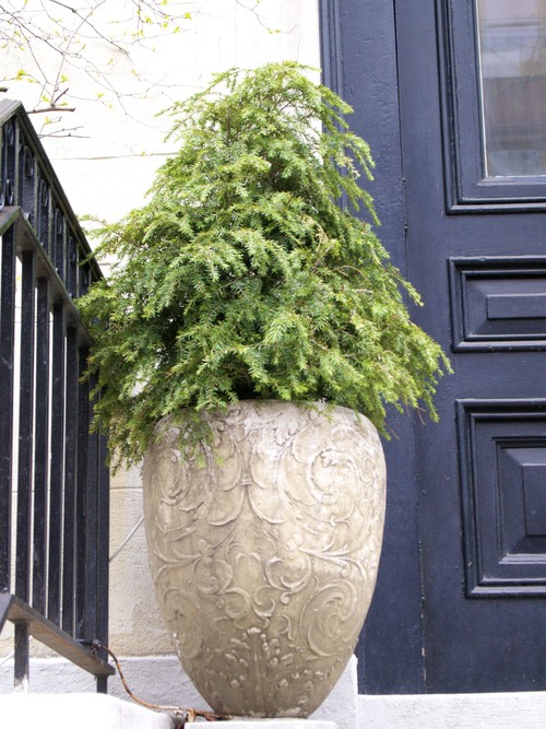 ニューヨーク:マンハッタンの鉢植え_a0293417_14515530.jpg