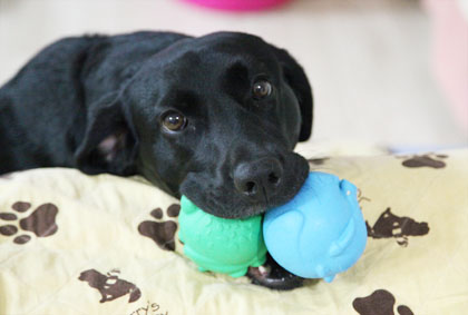 ♪ おもちゃ・おもちゃ ♪_c0161772_20515491.jpg