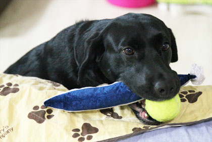 ♪ おもちゃ・おもちゃ ♪_c0161772_20515911.jpg