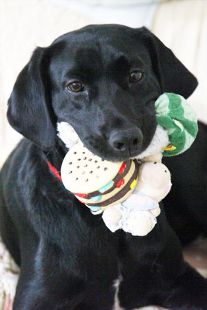 ♪ おもちゃ・おもちゃ ♪_c0161772_2052105.jpg