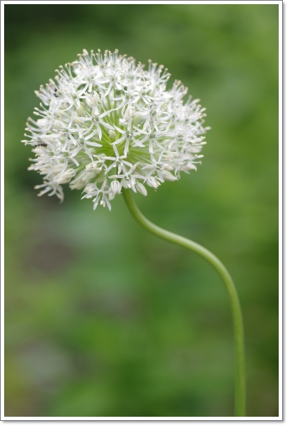 イコロの森 \'13.06.16-01_f0218836_22264254.jpg