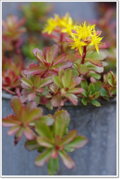 庭 \'13.06.23&\'13.07.02_f0218836_11291651.jpg