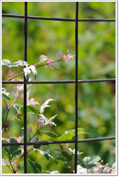 庭 \'13.06.23&\'13.07.02_f0218836_11293650.jpg