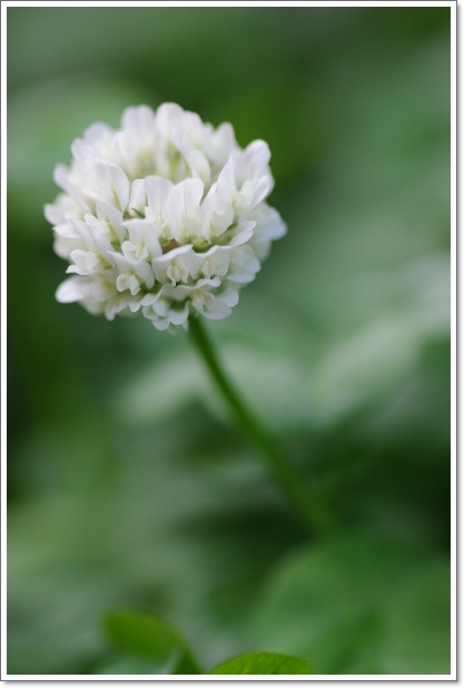 庭 \'13.06.23&\'13.07.02_f0218836_11301527.jpg