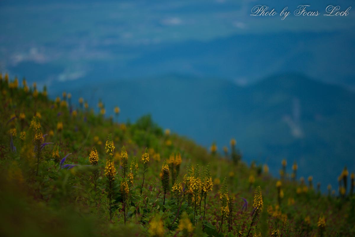 伊吹山 花編_f0220502_14541129.jpg