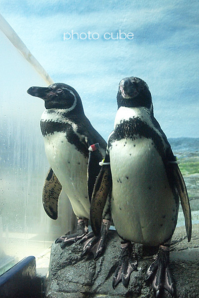 ママたちの遠足2013秋 ~新江ノ島水族館の巻~_b0195043_0543861.jpg