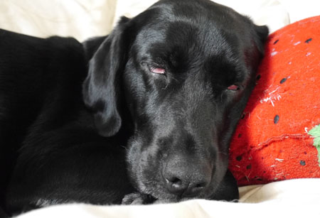 ♪ アリシアとソフィーが ♪_c0161772_18221239.jpg