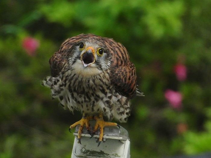 「長い間、 当ブログにご訪問いただきありがとうございました。」_a0223993_2221856.jpg