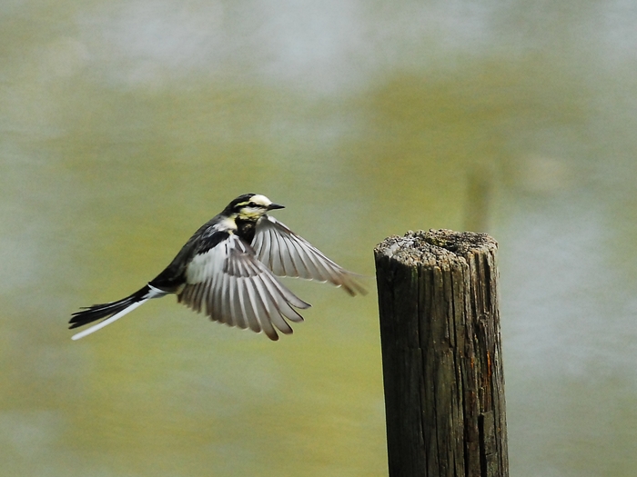 「長い間、 当ブログにご訪問いただきありがとうございました。」_a0223993_22561779.jpg