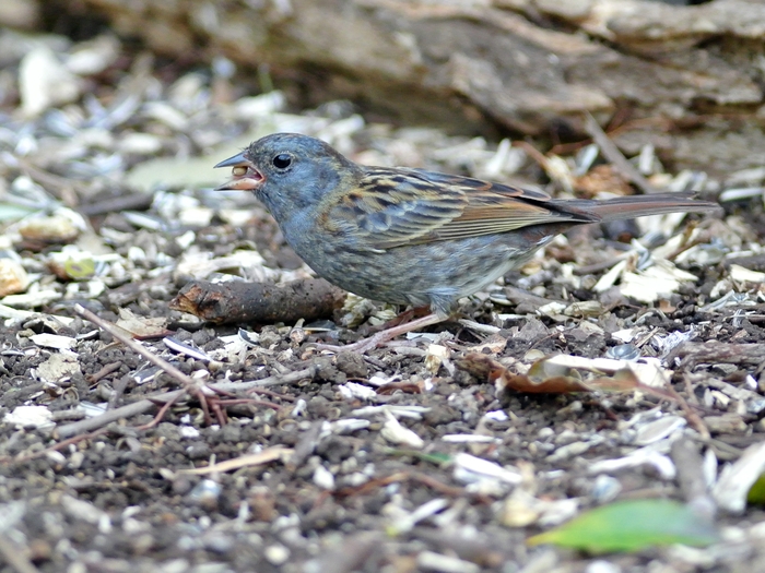 「長い間、 当ブログにご訪問いただきありがとうございました。」_a0223993_2352494.jpg