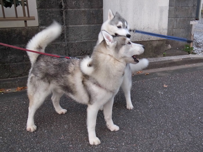 南国宮崎にもハスキーはいるのだ♪_c0049299_15134642.jpg