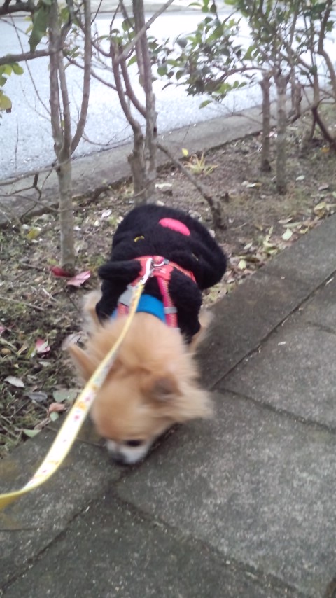 今年もよろしくお願いいたします<(_ _)>_e0309011_0495825.jpg