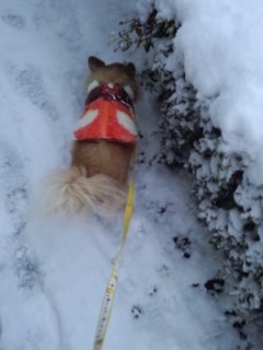雪の中の散歩♪_e0309011_1952566.jpg