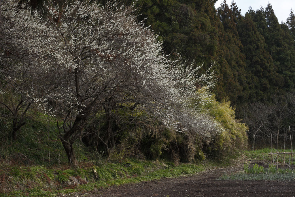 今年は梅の時期が長いのかも知れない_b0064396_21021033.jpg