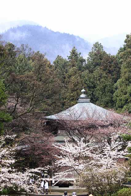 4月6日 逆打ちお遍路65番札所・64番札所_a0045932_15541926.jpg