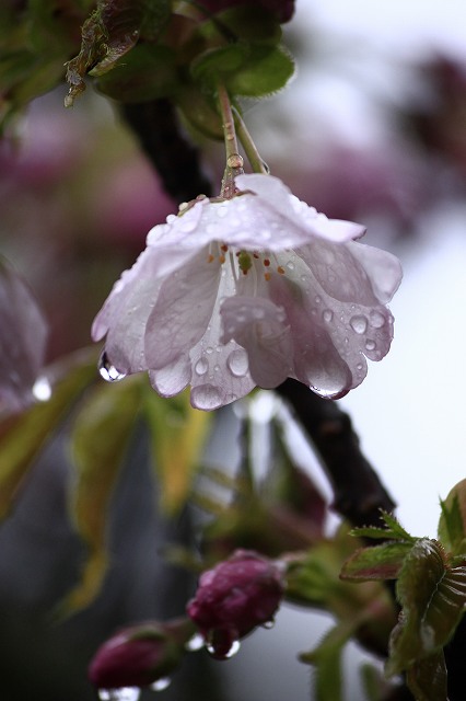 4月6日 逆打ちお遍路65番札所・64番札所_a0045932_15542695.jpg