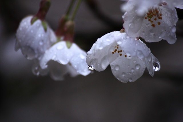 4月6日 逆打ちお遍路65番札所・64番札所_a0045932_15545242.jpg
