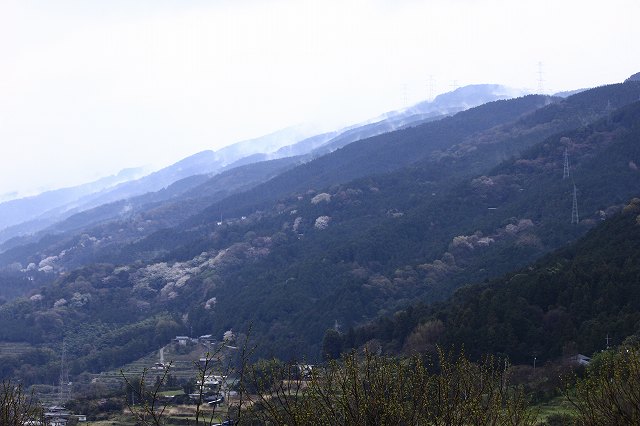 4月6日 逆打ちお遍路65番札所・64番札所_a0045932_15551610.jpg