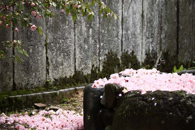 4月6日 逆打ちお遍路65番札所・64番札所_a0045932_15564493.jpg