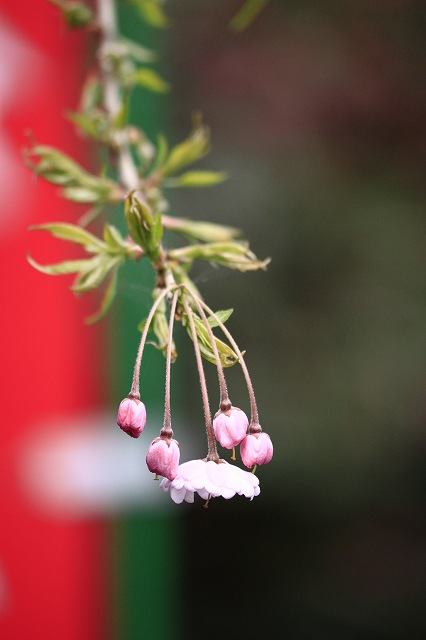 4月6日 逆打ちお遍路65番札所・64番札所_a0045932_1601439.jpg