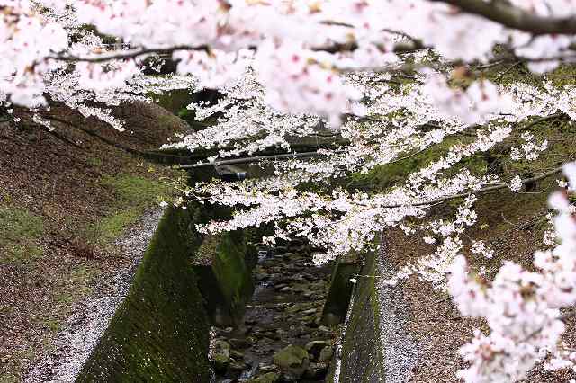 4月6日 逆打ちお遍路65番札所・64番札所_a0045932_162737.jpg