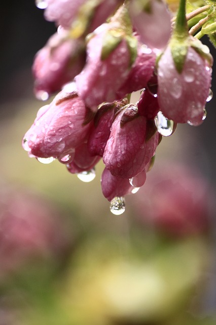 4月6日 逆打ちお遍路65番札所・64番札所_a0045932_1641091.jpg