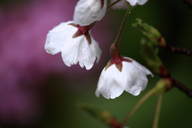 4月6日 逆打ちお遍路65番札所・64番札所_a0045932_9391018.jpg