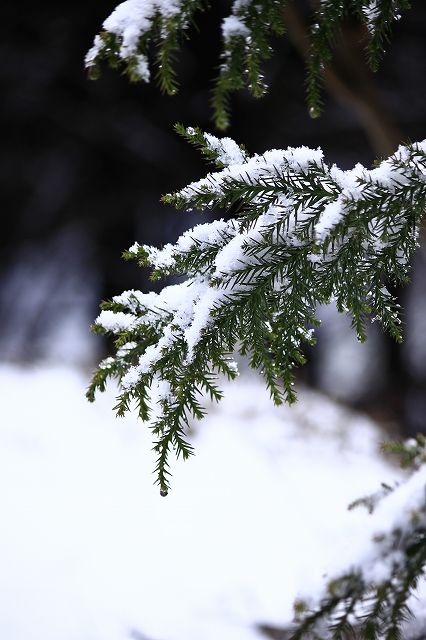 4月6日 60番札所・横峰寺 _a0045932_19493118.jpg