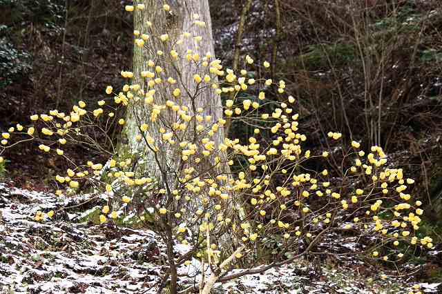 4月6日 60番札所・横峰寺 _a0045932_1691739.jpg