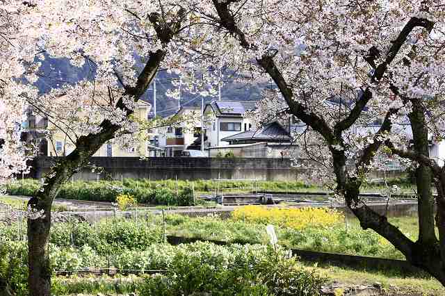 4月6日 63番札所・吉祥寺から61番札所・香園寺_a0045932_2253249.jpg