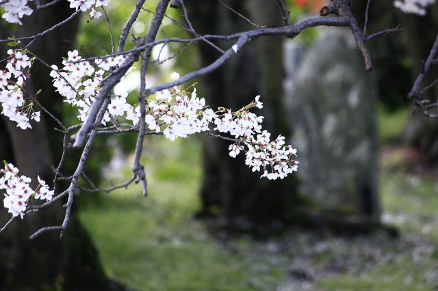4月6日 63番札所・吉祥寺から61番札所・香園寺_a0045932_2254043.jpg