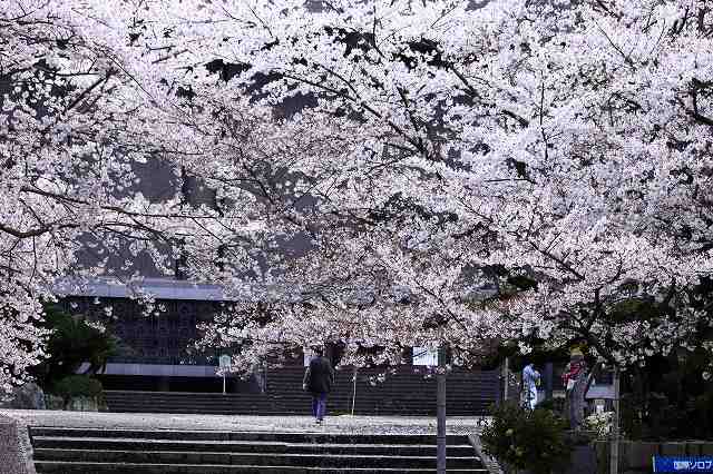 4月6日 63番札所・吉祥寺から61番札所・香園寺_a0045932_2255217.jpg