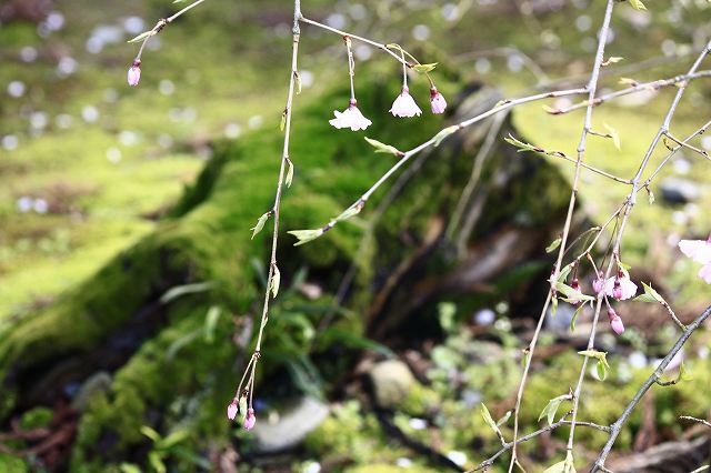 4月6日 63番札所・吉祥寺から61番札所・香園寺_a0045932_2261314.jpg