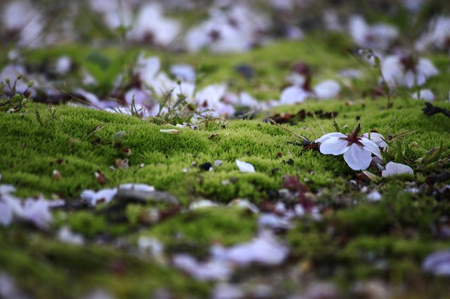 4月6日 63番札所・吉祥寺から61番札所・香園寺_a0045932_2262248.jpg