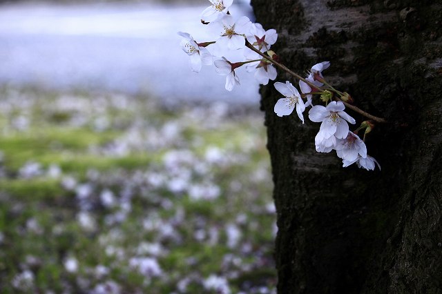 4月6日 63番札所・吉祥寺から61番札所・香園寺_a0045932_2263499.jpg
