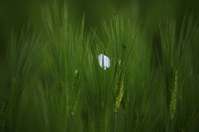 4月6日 63番札所・吉祥寺から61番札所・香園寺_a0045932_2264486.jpg