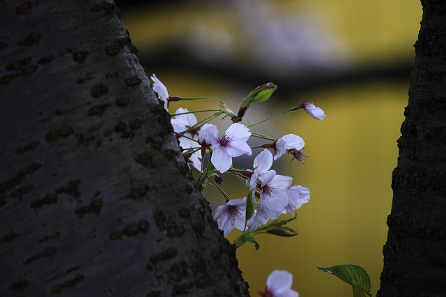 4月6日 63番札所・吉祥寺から61番札所・香園寺_a0045932_2265432.jpg