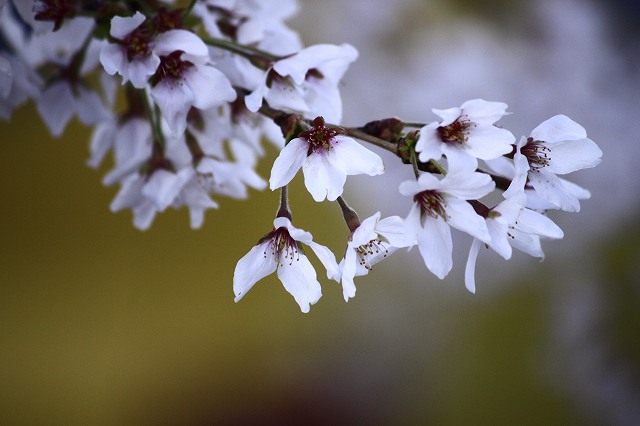4月6日 63番札所・吉祥寺から61番札所・香園寺_a0045932_227644.jpg