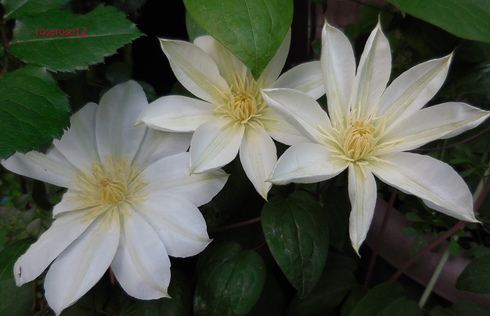 2014 リージャンロードクライマー_a0249051_155691.jpg