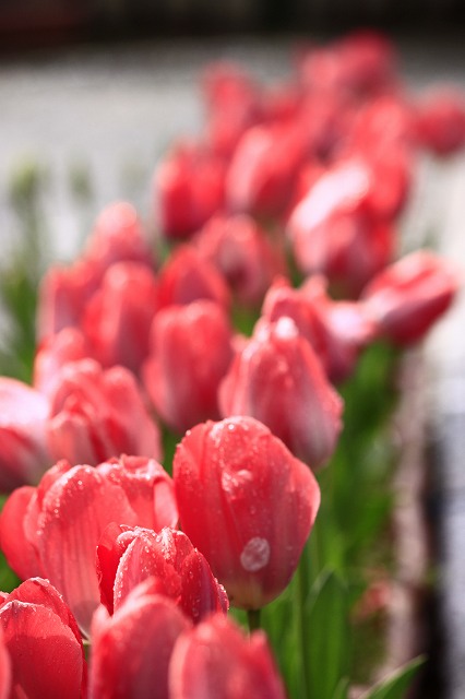 4月6日 63番札所・吉祥寺から61番札所・香園寺_a0045932_13272124.jpg