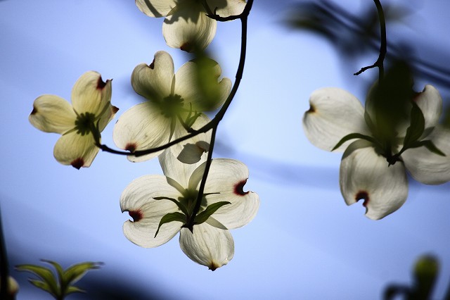 5月1日 _a0045932_1710199.jpg