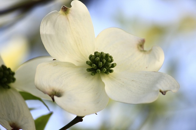 5月1日 _a0045932_1794329.jpg