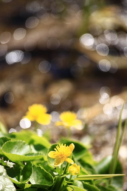 4月24日 岡山県立森林公園_a0045932_20431345.jpg