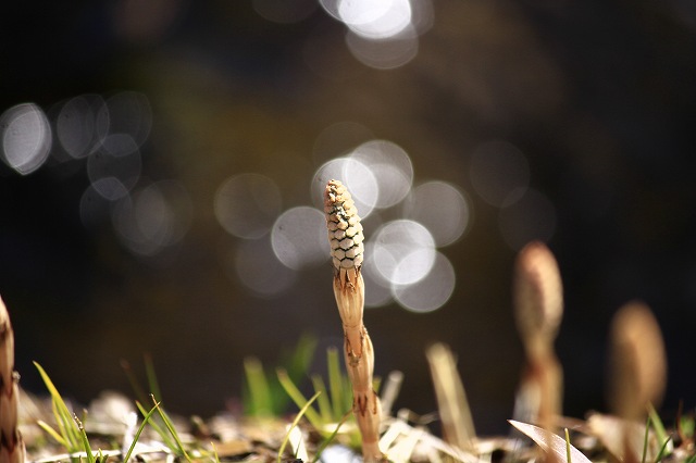 4月24日 岡山県立森林公園_a0045932_20432894.jpg