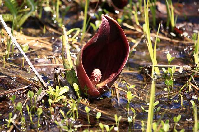 4月24日 岡山県立森林公園_a0045932_20441899.jpg