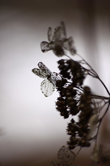 4月24日 岡山県立森林公園_a0045932_20442729.jpg