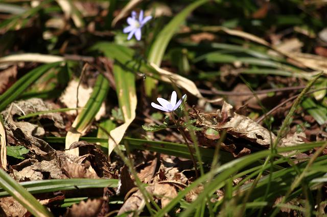4月24日 岡山県立森林公園_a0045932_2044896.jpg